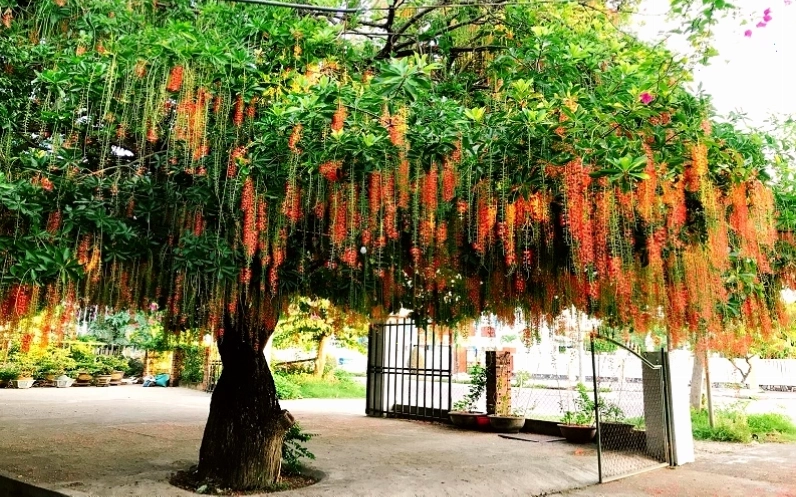 Lộc vừng đỏ với những chùm hoa đỏ rực bắt mắt