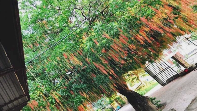 Lộc vừng là cây thân gỗ, chắc khỏe