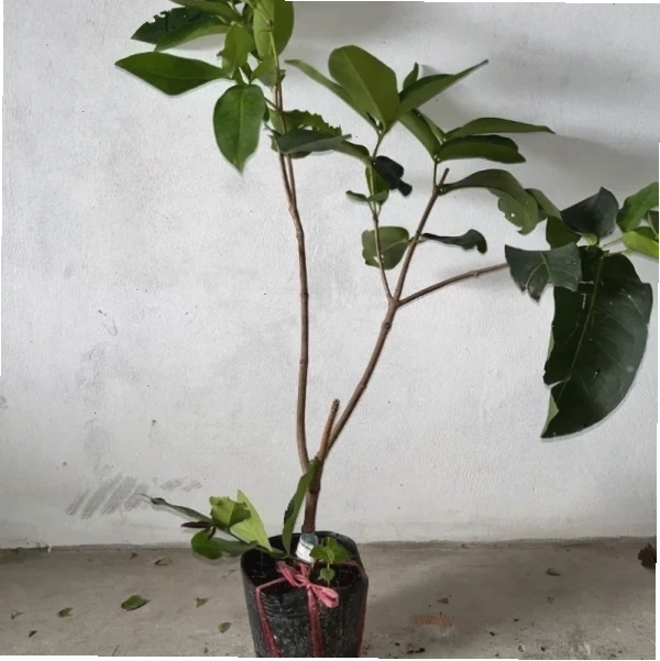 Mận Tam Hoa với các sắc thái màu sắc khác nhau