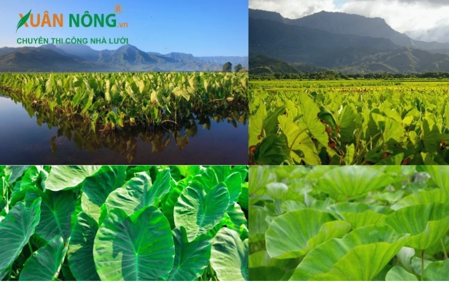 Mật độ trồng khoai môn hợp lý trên luống