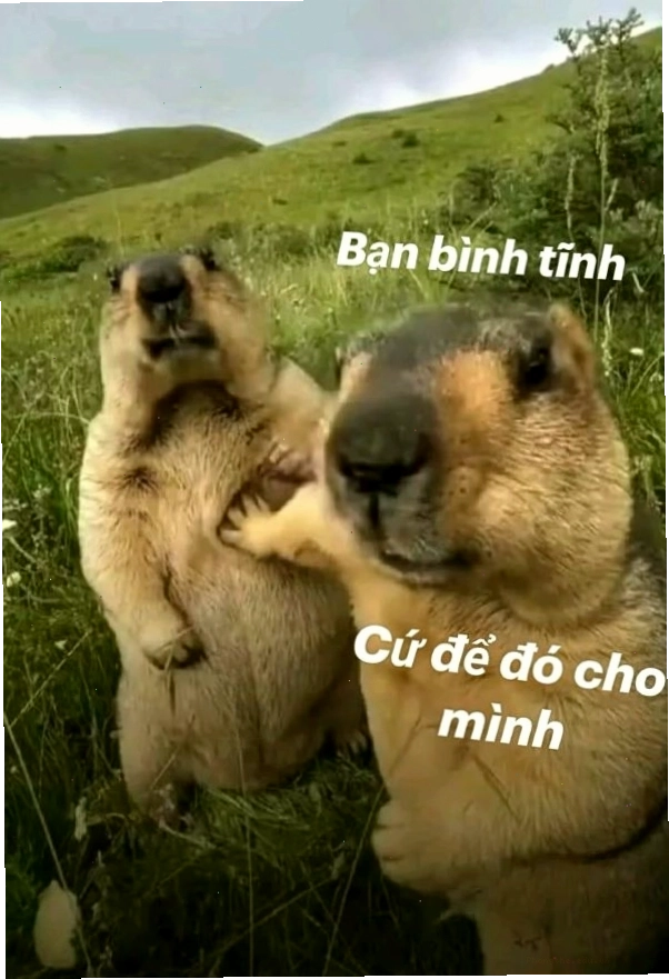 Meme 