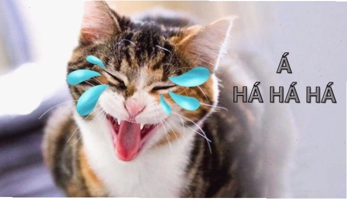 Meme cười ra nước mắt vì tình huống quá hài hước