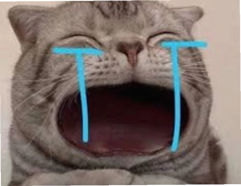 Meme động vật biểu cảm khóc