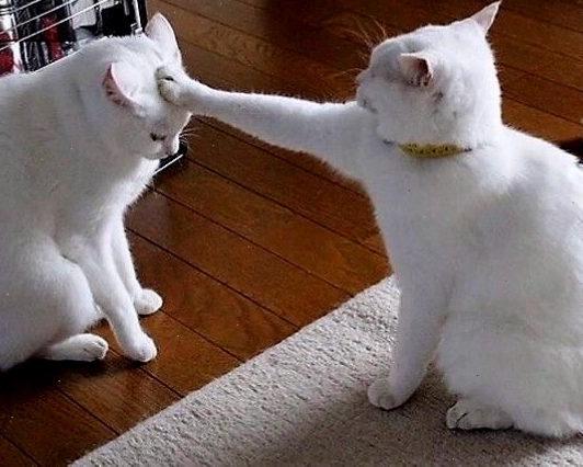 Meme mèo biểu cảm hài hước khi yêu