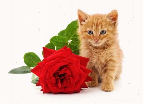 Meme mèo cầm hoa cute khiến ai nhìn cũng muốn thả tim