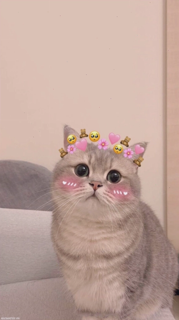 Meme mèo con đang chơi đùa