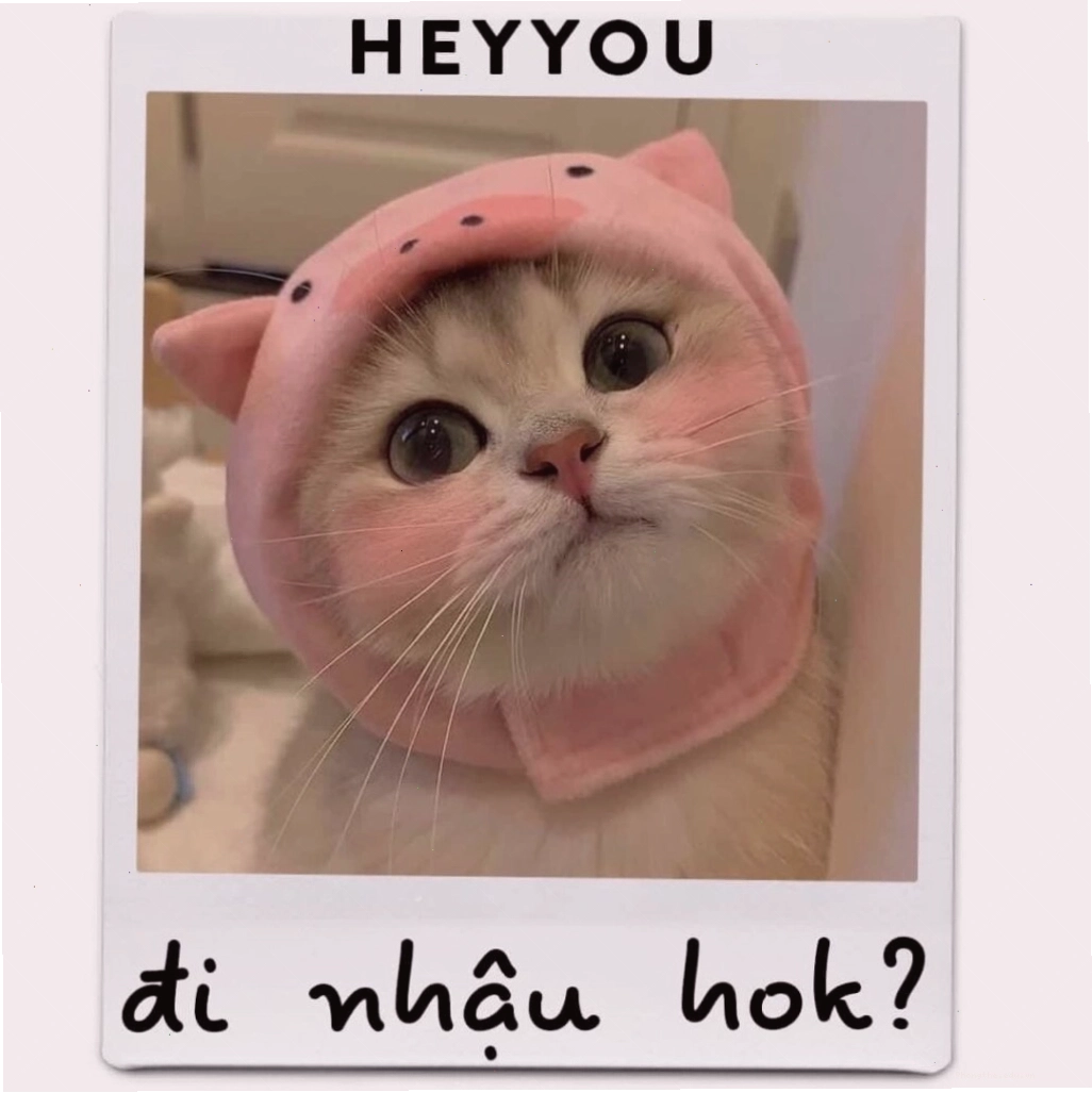 Meme mèo con đang lim dim ngủ