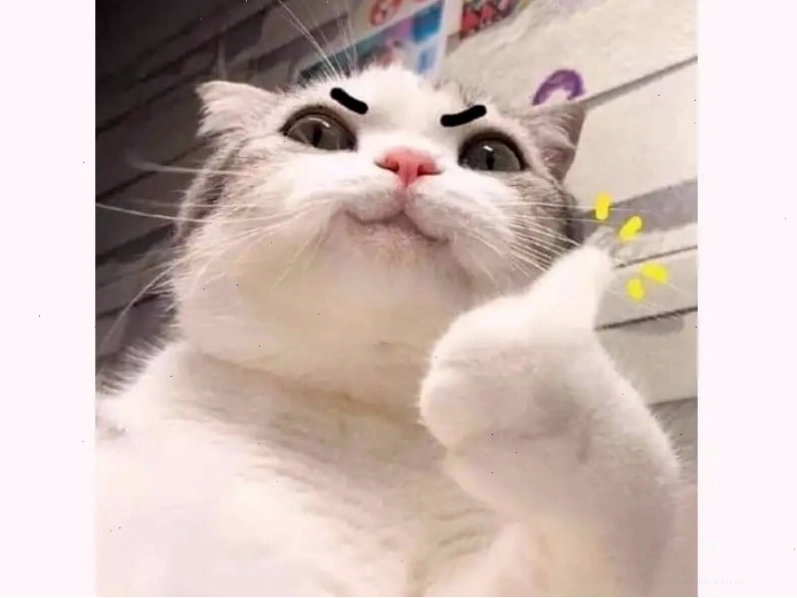 Meme mèo cười gượng gạo thể hiện sự ngại ngùng
