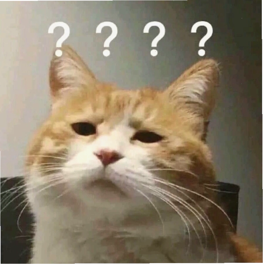 Meme mèo đang tận hưởng cuộc sống