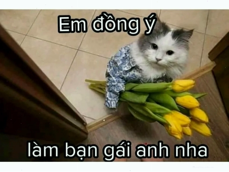 Meme mèo hài hước ngại ngùng