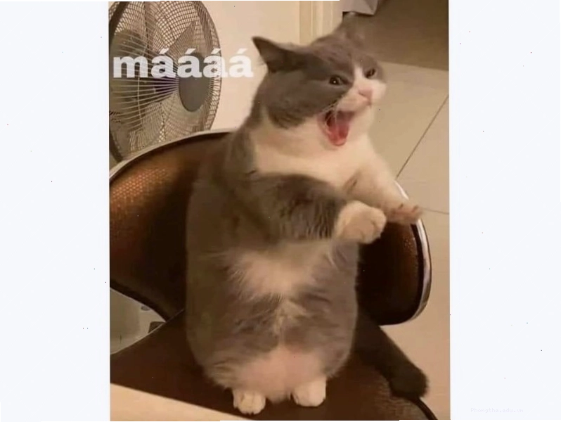 Meme mèo hài hước, ngại ngùng
