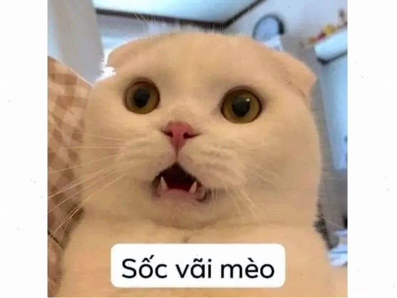 Meme mèo hài hước thể hiện sự bối rối