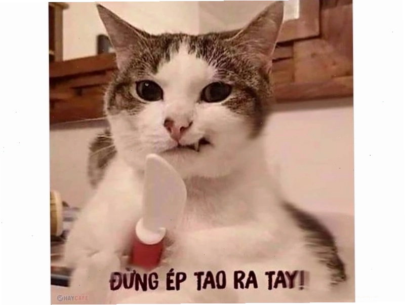 Meme mèo hài hước với biểu cảm ngại ngùng