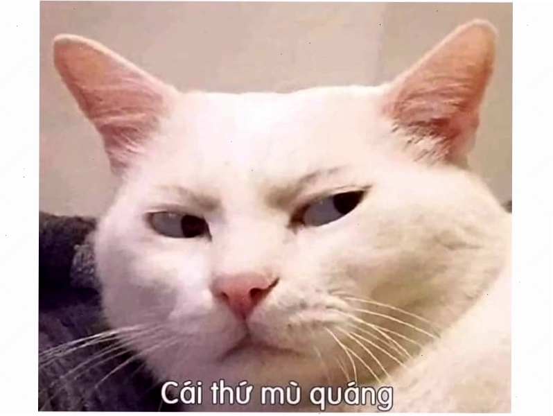 Meme mèo hài hước với dòng chữ dí dỏm