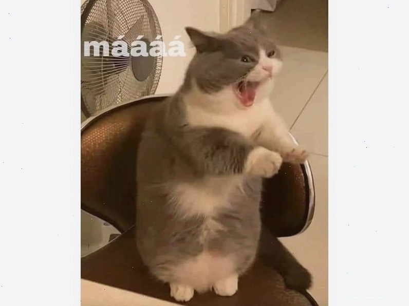 Meme mèo khoe cơ bắp với chú thích sáng tạo