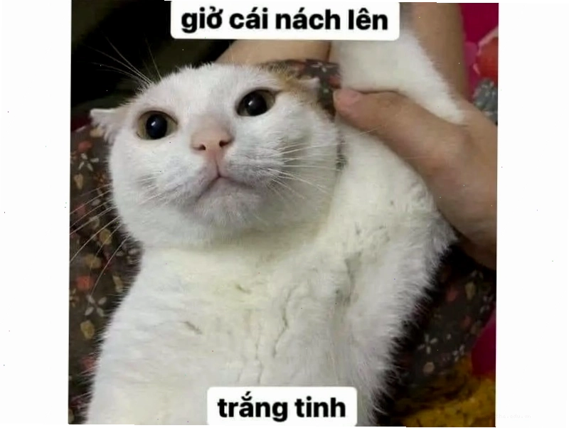 Meme mèo ngại ngùng