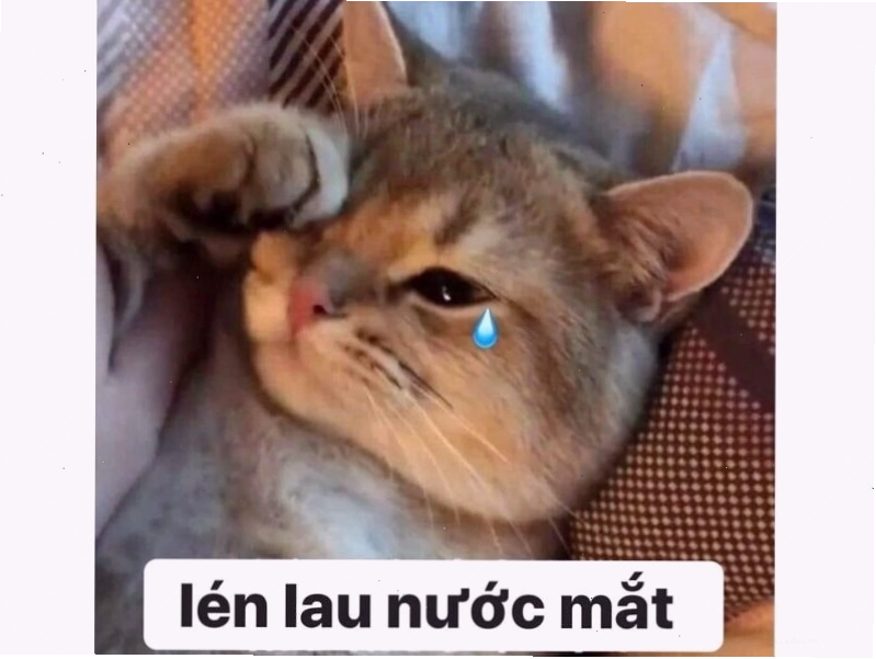 Meme mèo ngại ngùng đáng yêu