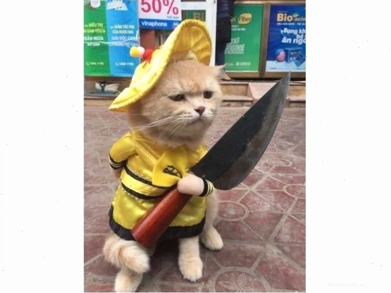 Meme mèo ngại ngùng dễ thương