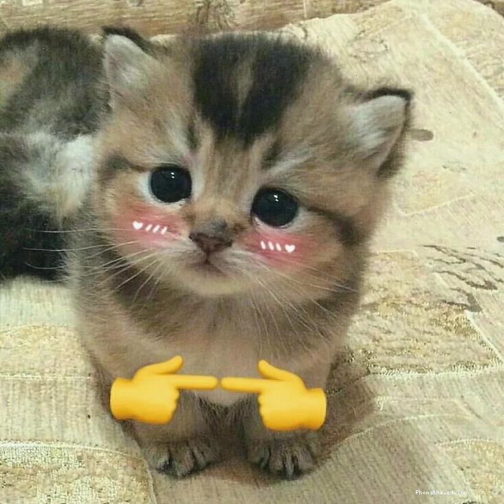 Meme mèo ngại ngùng dễ thương với đôi mắt lim dim