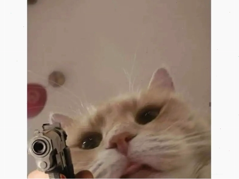 Meme mèo ngầu với vẻ ngoài cơ bắp