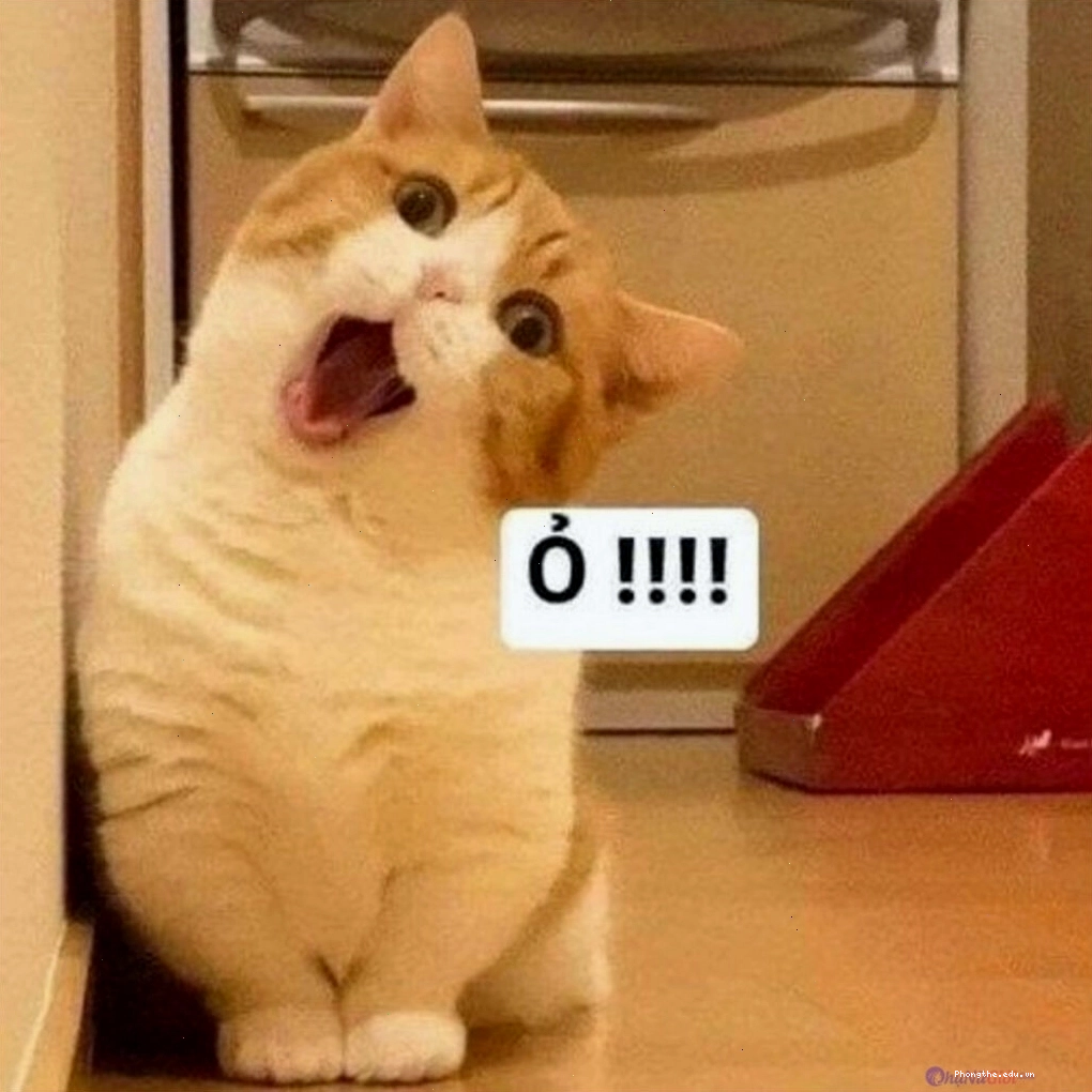 Meme mèo nhìn chằm chằm vào túi thức ăn