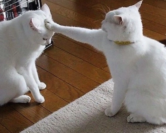 Meme mèo ôm nhau thể hiện tình bạn thân thiết