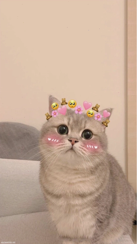 Meme mèo ôm nhau với biểu cảm ngộ nghĩnh