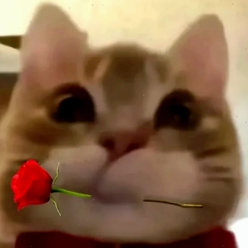 Meme mèo tặng hoa thể hiện sự dễ thương và tình cảm chân thành