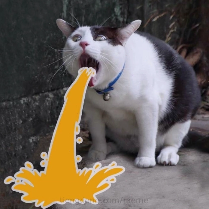 Meme mèo tỏ tình với biểu cảm đáng yêu