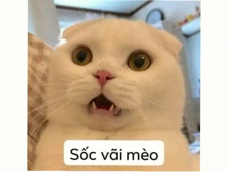 Meme mèo tom cười nham hiểm với tư thế hài hước