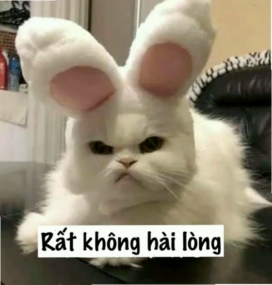 Meme mèo với biểu cảm giận dỗi đáng yêu