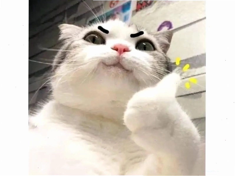 Meme mèo với biểu cảm hài hước tạo cảm giác cơ bắp