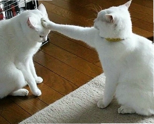 Meme mèo với biểu cảm ngạc nhiên hài hước