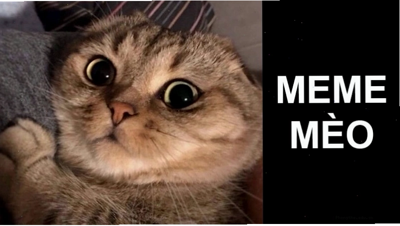 Meme mèo với biểu cảm nham hiểm đặc trưng