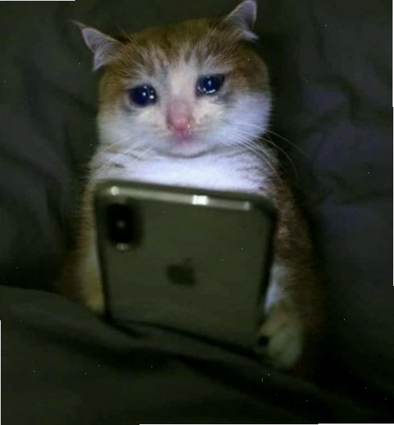 Meme mèo với biểu cảm như sắp khóc
