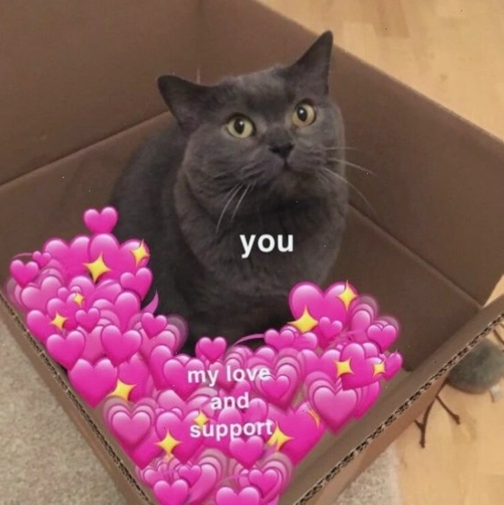 Meme mèo với đôi mắt to tròn đáng yêu