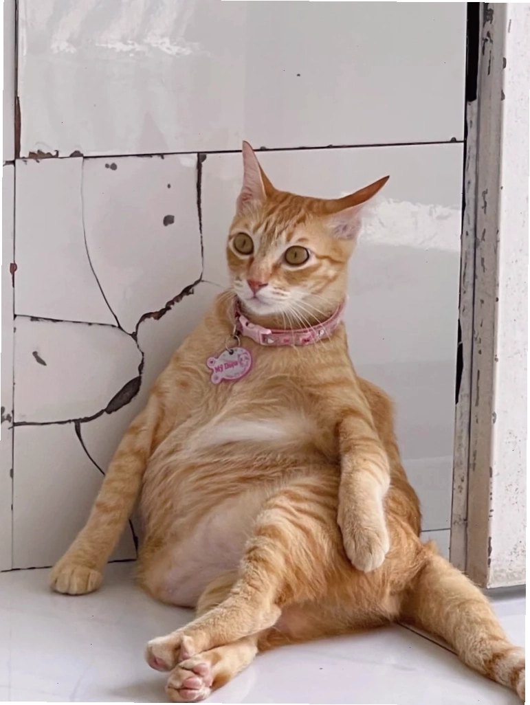 Meme mèo với vẻ mặt đáng yêu nhưng có chút gian xảo