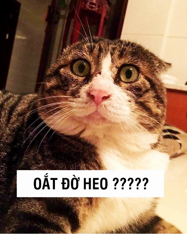 Meme mèo với vẻ mặt đòi hỏi