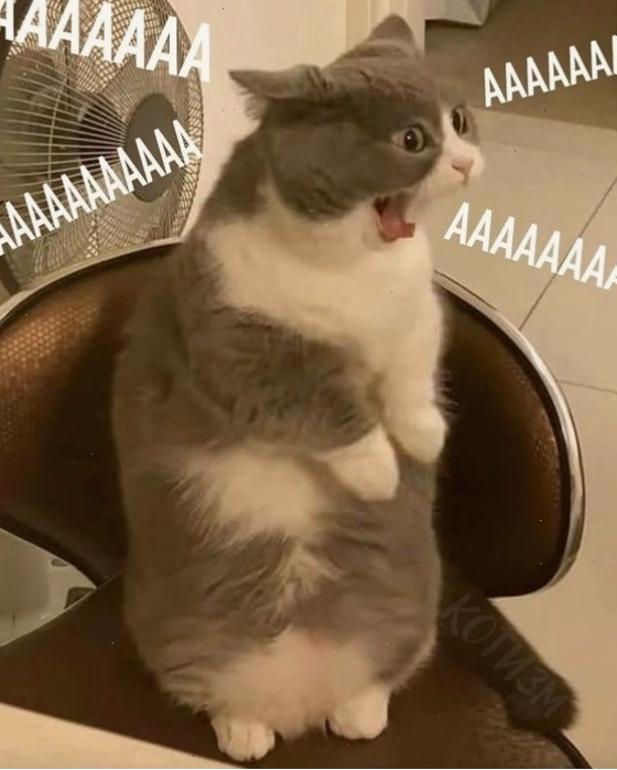 Meme mèo với vẻ mặt "tủi thân"