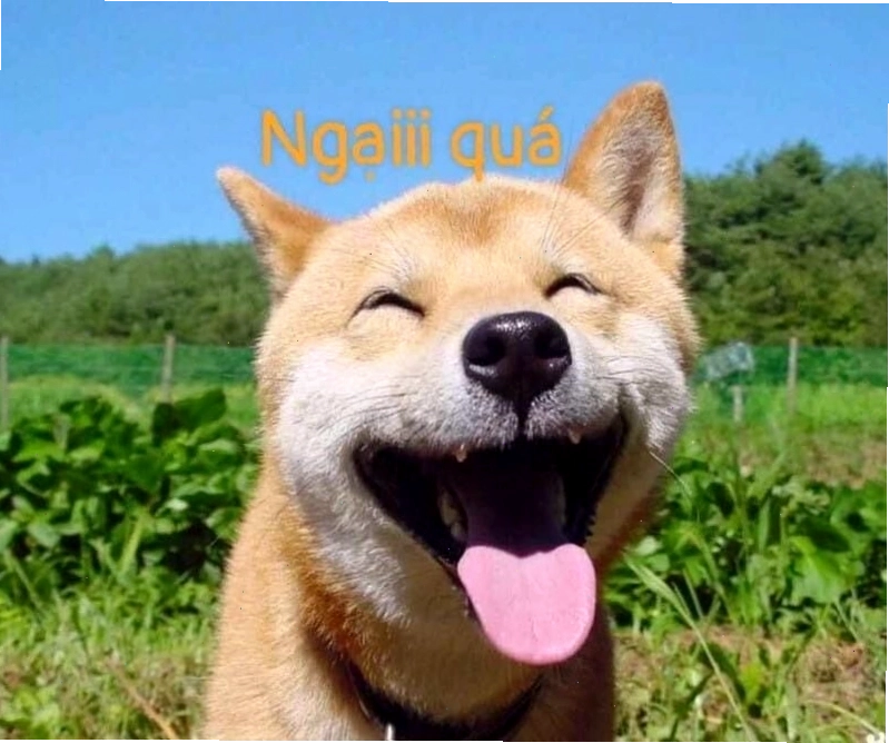 Meme ngầu hình ảnh chú chó với đôi mắt long lanh