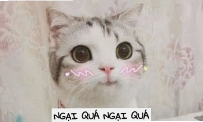 Meme ngầu hình ảnh chú chó với vẻ mặt ngơ ngác