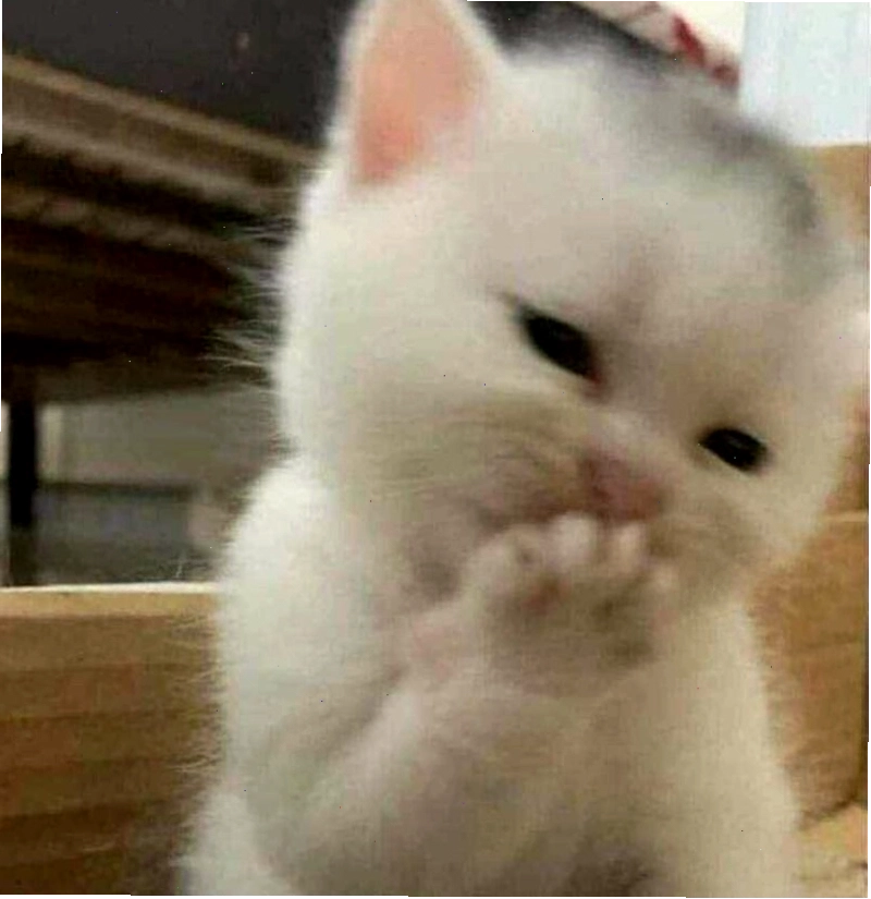 Meme ngầu hình ảnh chú ếch với biểu cảm "khinh khỉnh"
