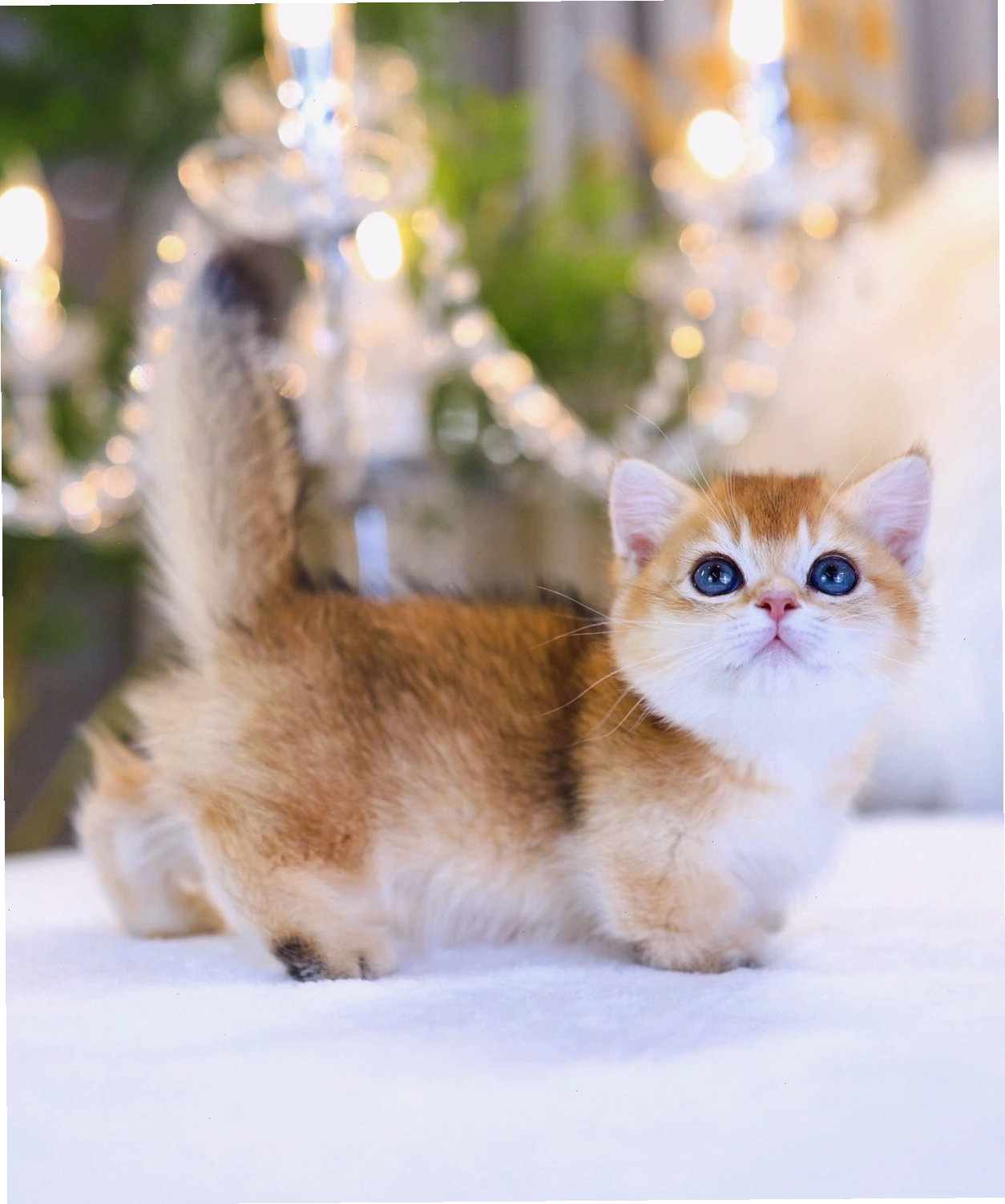Mèo Anh lông ngắn màu Golden cực đẹp mã ALN4466