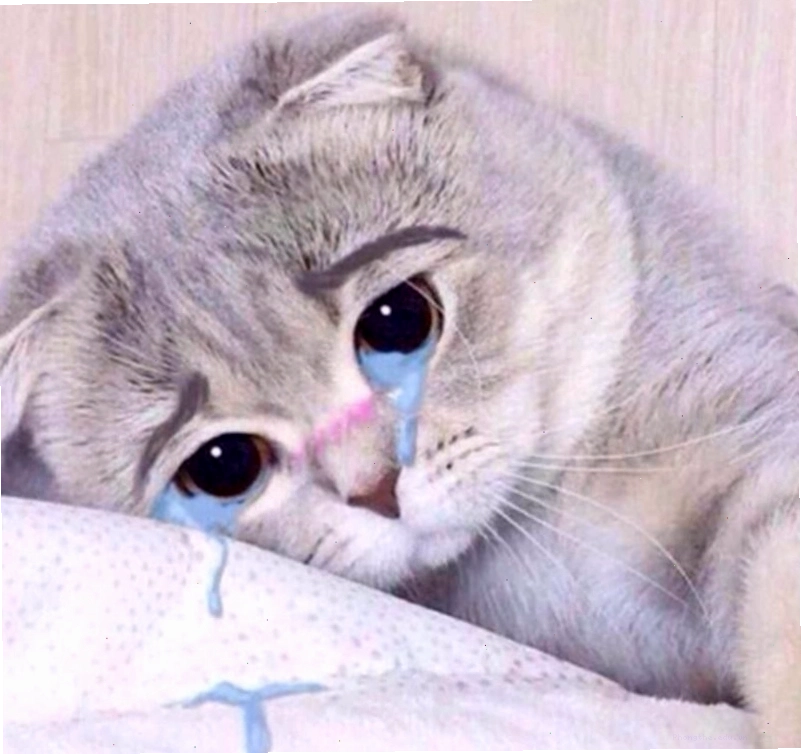 Mèo biểu cảm meme khóc