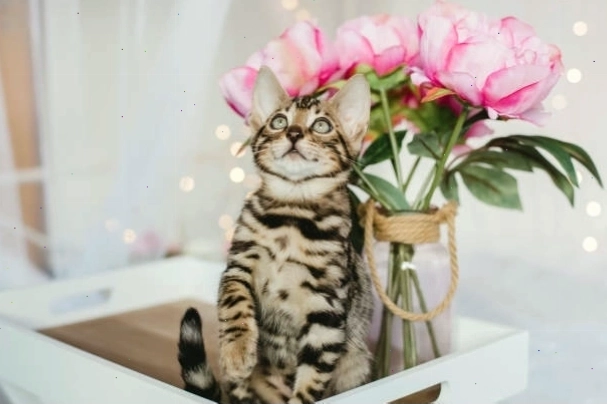 Mèo cầm hoa meme khiến bạn đốn tim vì độ dễ thương