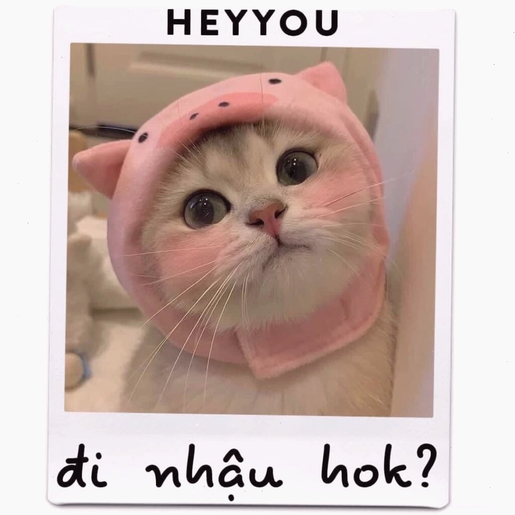 Mèo con đang chơi đùa với đồ chơi