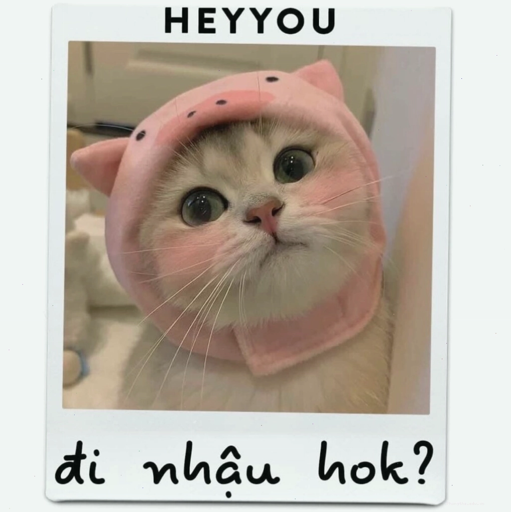 Mèo con đang ngáp ngủ