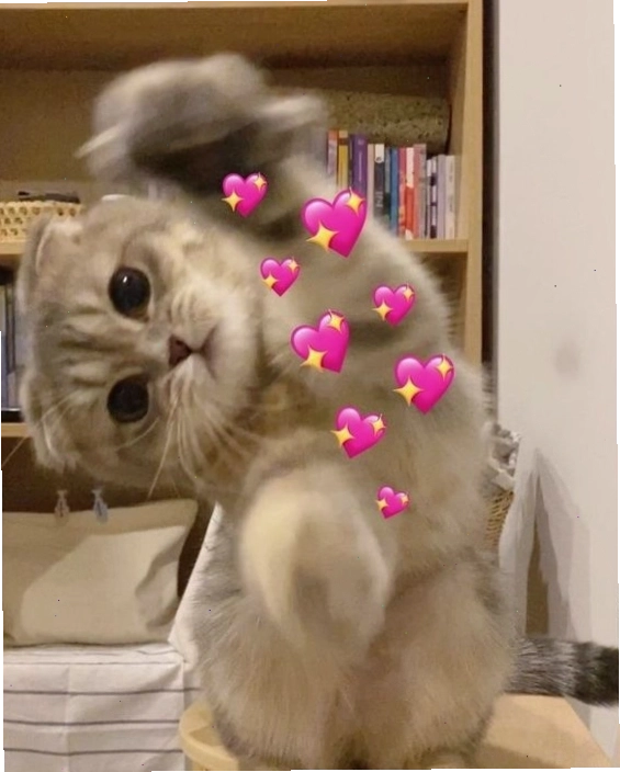 Mèo con đang nhìn chằm chằm