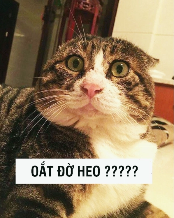 Mèo con đáng yêu nhìn thẳng vào ống kính