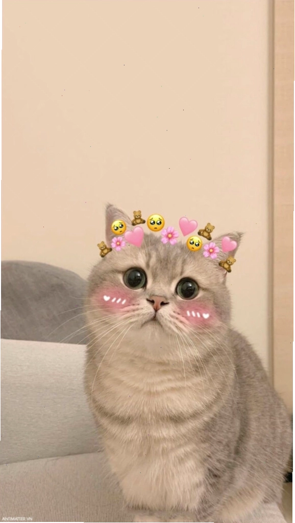 Mèo đang chơi đùa với đồ chơi